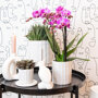 Vienna orchidee paarsroze